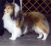 Ventura Expectation, "Toby" Owned by Martha Heckman